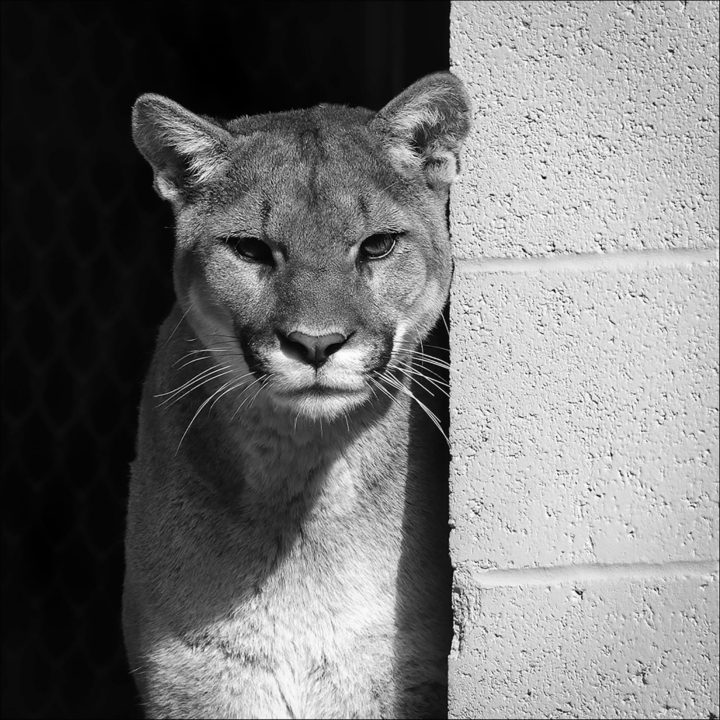 Coloma, one gorgeous mountain lion.. full res. on Flickr here